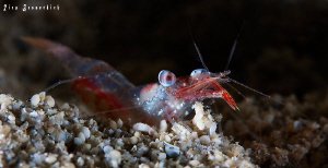 Shrimp ( 1,5 cm ) at night. CANON 40D, 60mm makro lens wi... by Rico Besserdich 